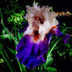 Close-up of flower blooming outdoors