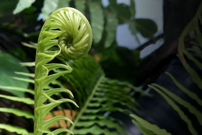 Close-up of fern plant