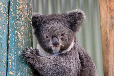 Close-up portrait of a koala