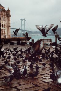 Low angle view of birds flying against sky