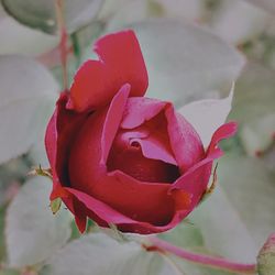 Close-up of red rose