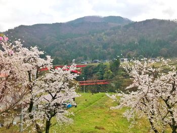 Cherry blossom tree by mountains against sky