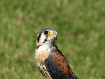 Close-up of a bird