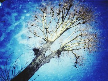 Bare tree against blue sky