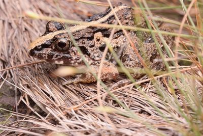 Close-up of a lizard