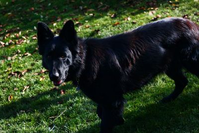 Black labrador retriever on field