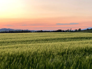 Scenic view of agricultural field against sky during sunset