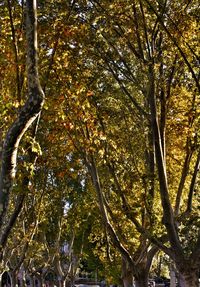 Low angle view of trees against sky