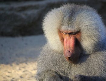 Close-up of baboon