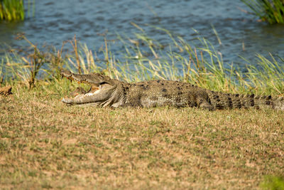 Lizard in water