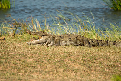 Alligator on field by river