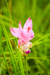 Close-up of pink flowering plant