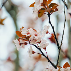 Close-up of cherry blossoms in spring