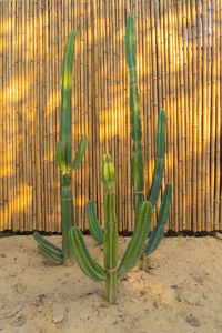 Potted plants on field