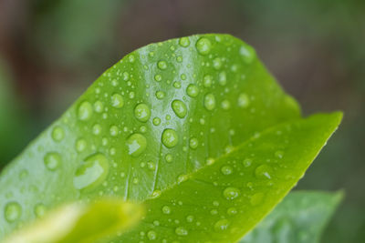 Close-up of wet leaves