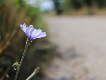 Close-up of purple flowering plant