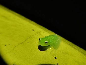 Close-up of insect on leaf