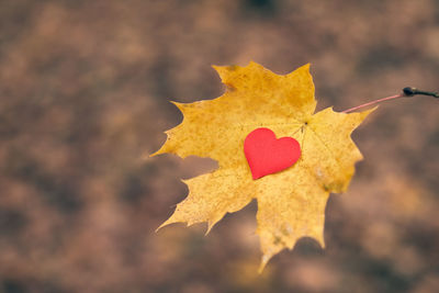 Close-up of maple leaf