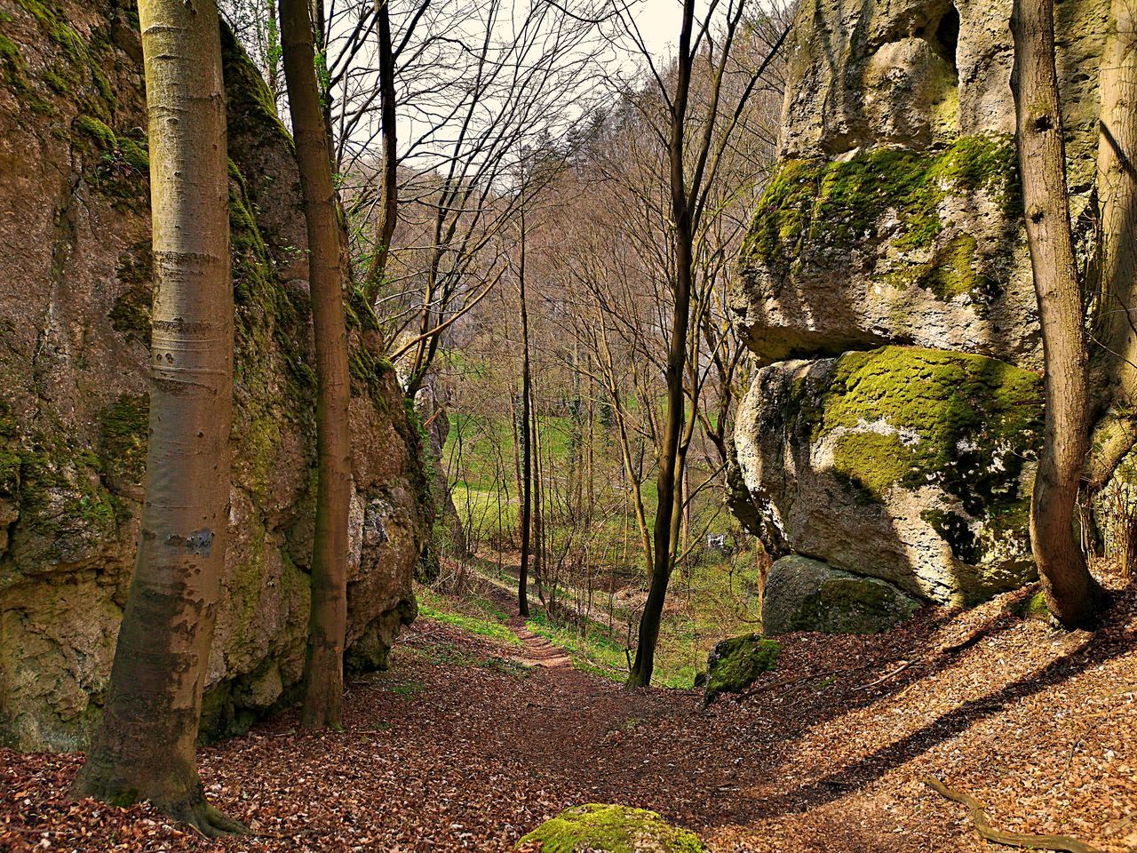 TREES GROWING IN FOREST