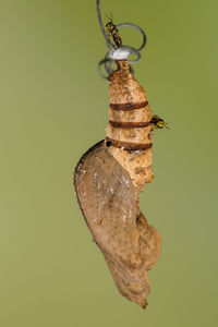 Close-up of insects on butterfly cocoon
