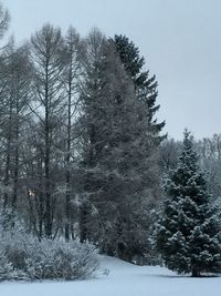 Snow covered trees in forest