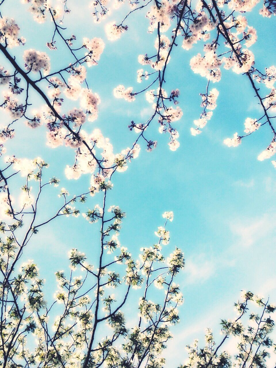 flower, low angle view, branch, freshness, tree, growth, sky, beauty in nature, blossom, fragility, cherry blossom, nature, cherry tree, blooming, springtime, in bloom, petal, twig, blue, fruit tree