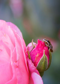 Close-up of frog on pink rose