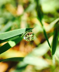 Close-up of insect on plant