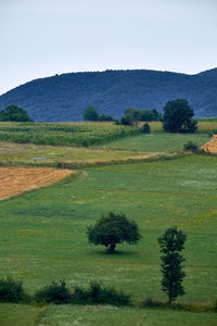 Scenic view of field against sky