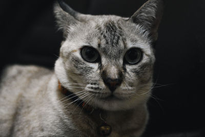 Close-up portrait of tabby cat against black background