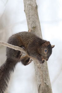 Close-up of squirrel on tree trunk