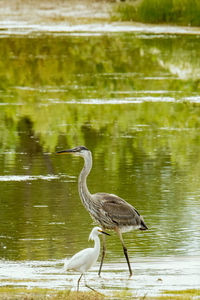 High angle view of gray heron by lake