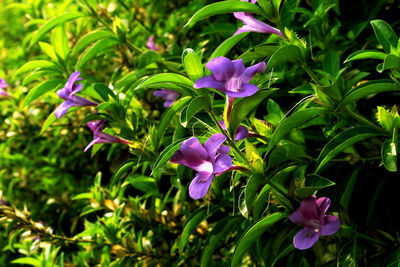 Close-up of pink flowering plant