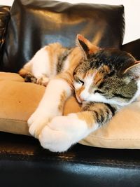 Close-up of cat lying down