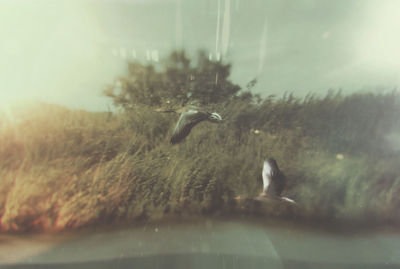 Close-up of duck swimming in water