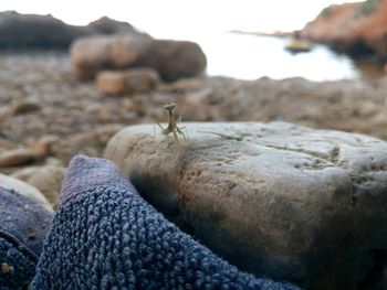 Close-up of insect on rock