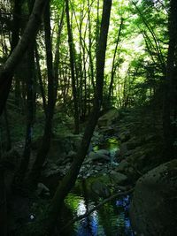 Scenic view of stream amidst trees in forest