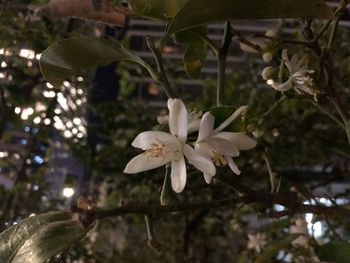 Close-up of white flowering plant