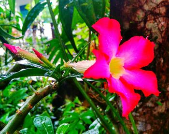 Close-up of pink flower