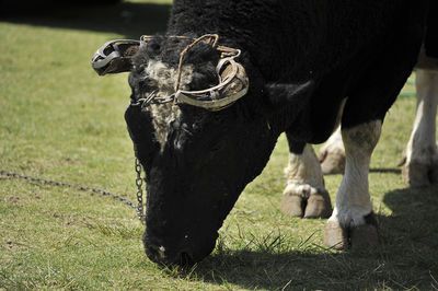 Bull tied up and grazing grass in arequipa, peru