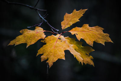 Close-up of yellow maple leaves