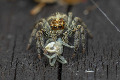 Close-up of spider on wood