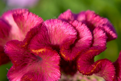 Close-up of fresh pink flowers blooming outdoors