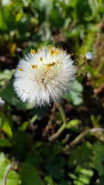 Close-up of white dandelion flower