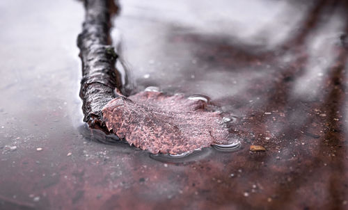 Close-up of rusty metal