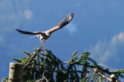 Low angle view of eagle flying against sky