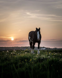 Horse standing on field against sky during sunset