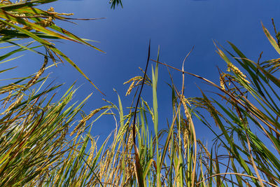 Low angle view of crops against blue sky