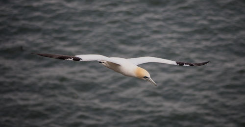 Seagull flying over water