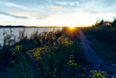 Scenic view of landscape against sky at sunset